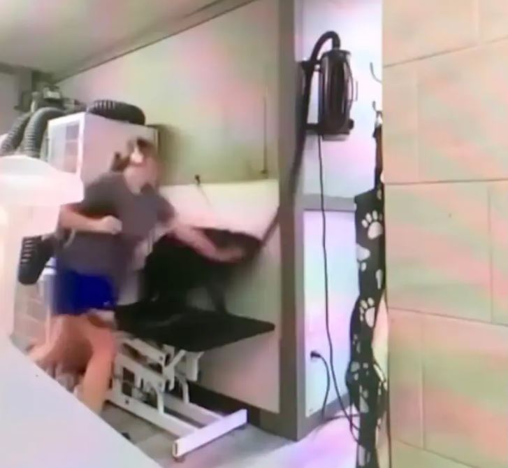 Σοκαριστικό βίντεο: Εργαζόμενη σε κομμωτήριο κατοικιδίων κακοποιεί σκύλους – Τα χτυπούσε και τα έριχνε στον τοίχο