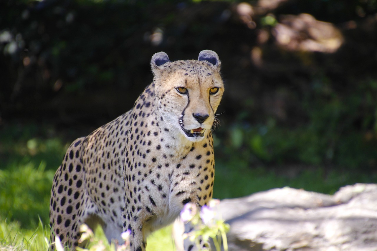 cheetah-5414211_1280