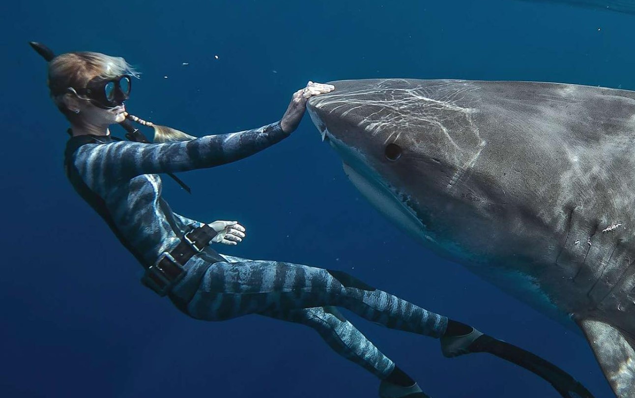 Ocean Ramsey καρχαρίας