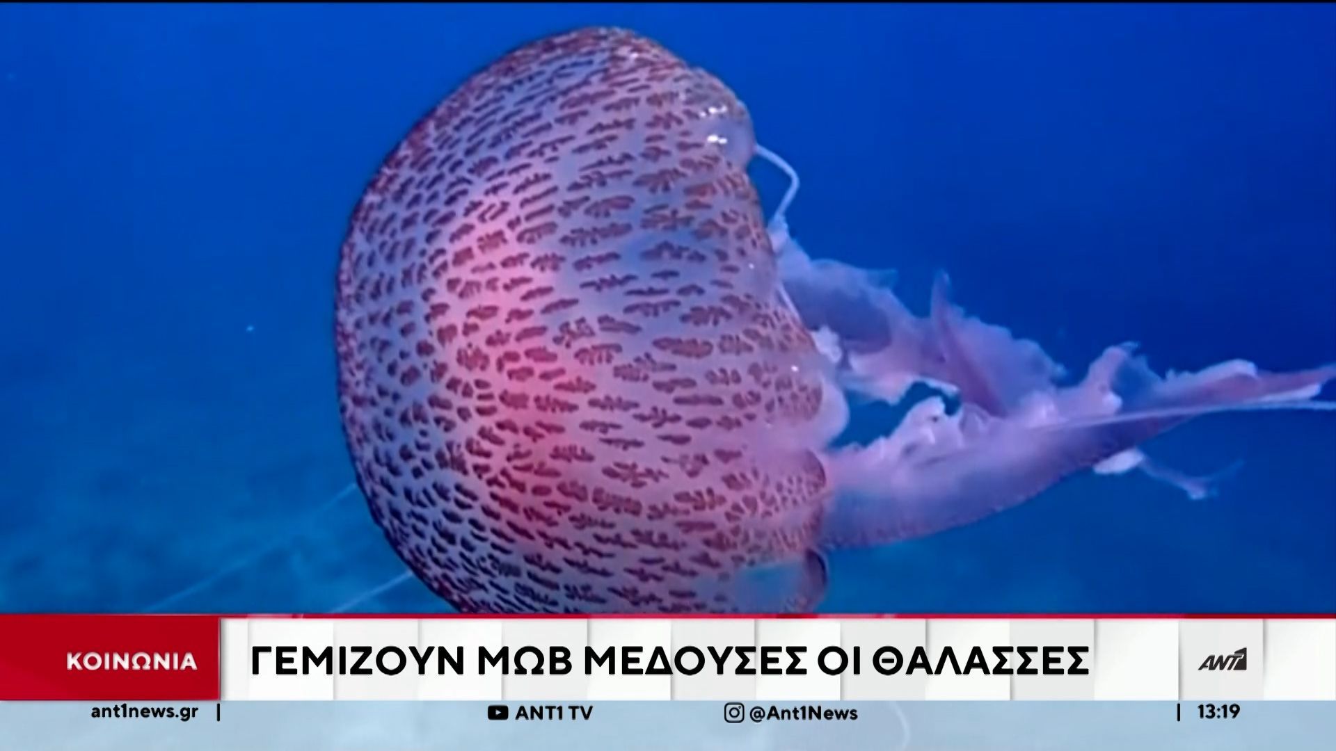 Μωβ-μέδουσες-Ανησυχία-από-την-αύξηση-στις-ελληνικές-θάλασσες