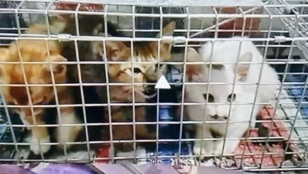 Σοκαριστική έρευνα του BBC: Αποκάλυψε διεθνές δίκτυο βασανισμού και θανάτωσης γατών – «Αγώνες θανάτου» με χιλιάδες συμμετέχοντες 3 Σοκαριστική έρευνα του BBC: Αποκάλυψε διεθνές δίκτυο βασανισμού και θανάτωσης γατών – «Αγώνες θανάτου» με χιλιάδες συμμετέχοντες