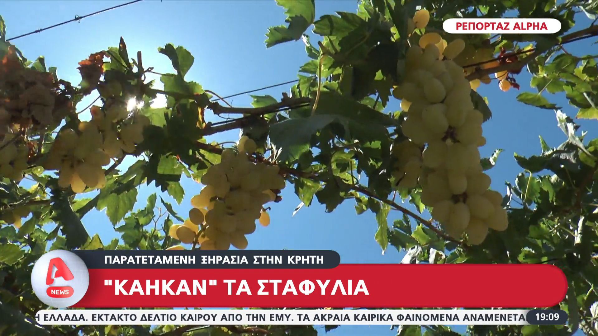 Παρατεταμένη ξηρασία στην Κρήτη: “Κάηκαν” τα σταφύλια