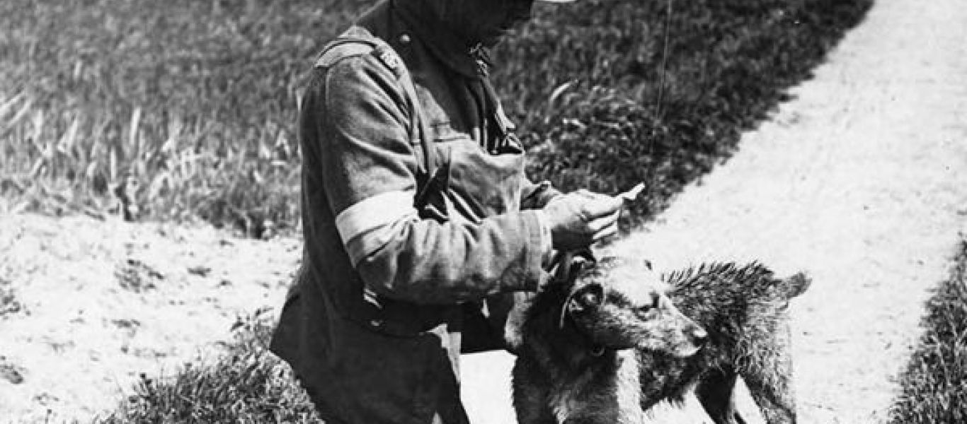 dogs-in-world-war