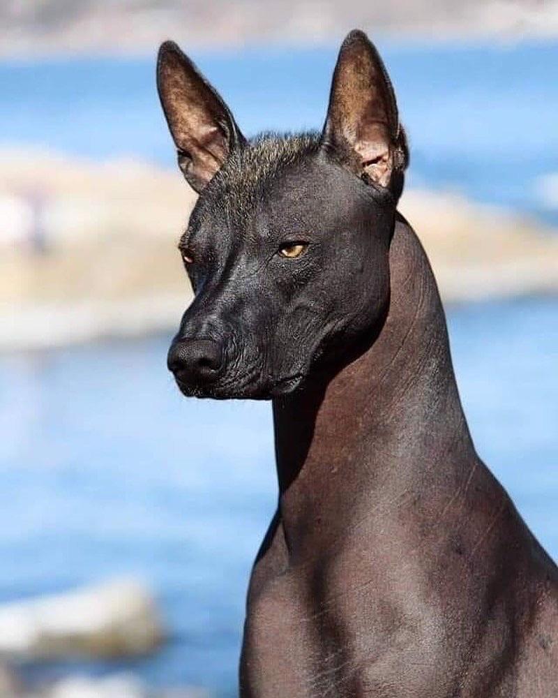 Xoloitzcuintli: Το άτριχο μεξικάνικο σκυλί που καθοδηγούσε τους νεκρούς στον Άδη και συγκαταλέγεται στις πιο σπάνιες φυλές (φωτο)