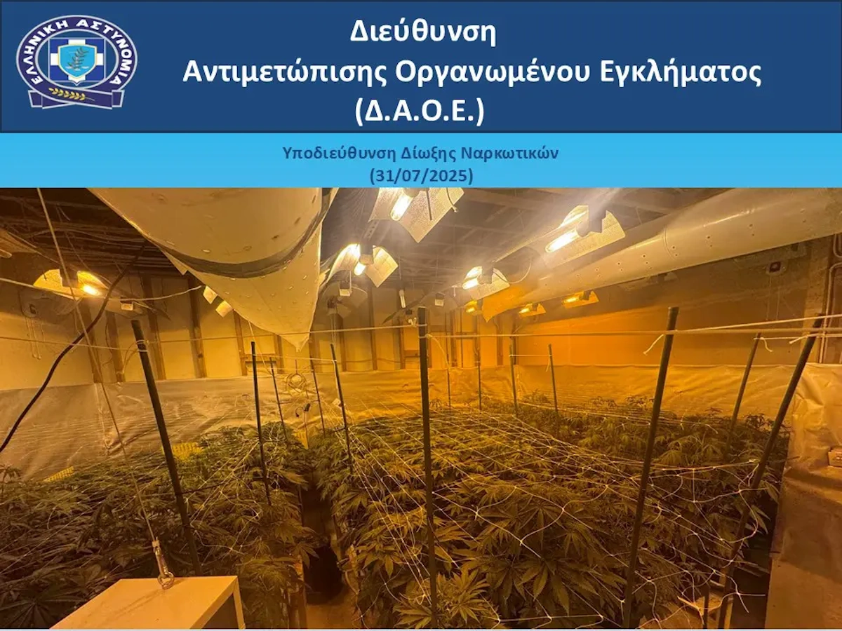 Καλλιέργεια κάνναβης σε μονοκατοικία της Ανατολικής Αττικής – Εγγυημένη ετήσια σοδειά 2 Τα ναρκωτικά