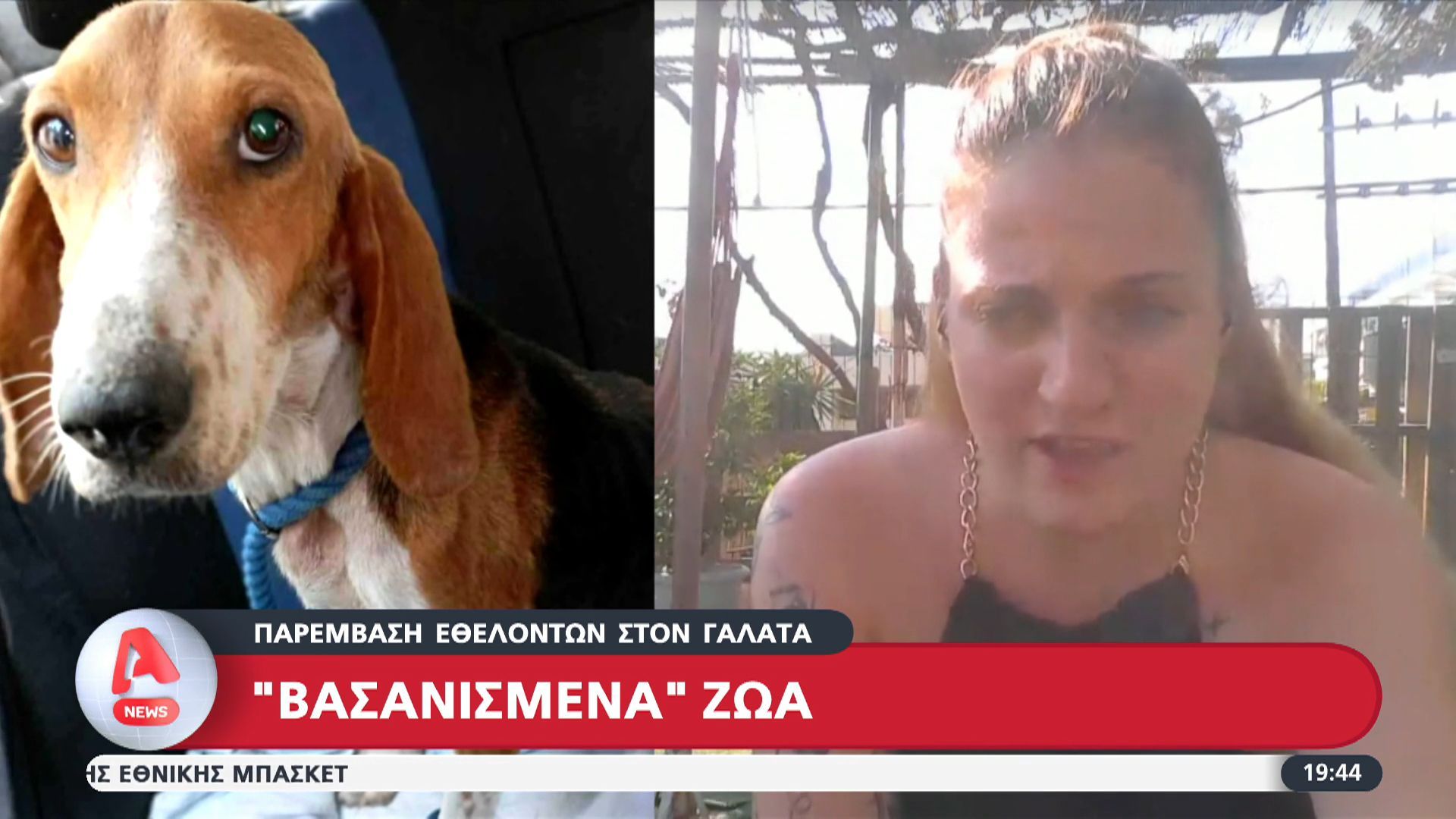 Παρέμβαση εθελοντών στον Γαλατά για βασανισμένα ζώα
