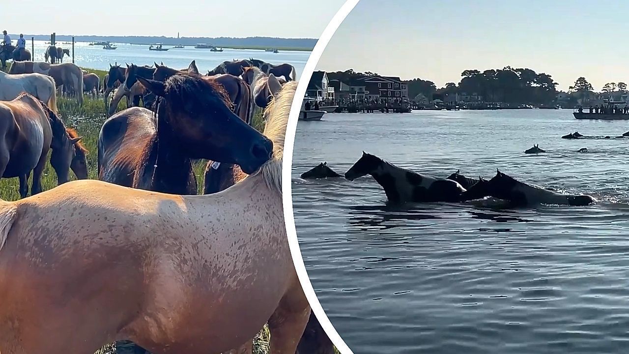 ta-ekpliktika-aloga-tsinkotigk-kolympoyn-stin-ampoti-tis-virtzinia-1754305750