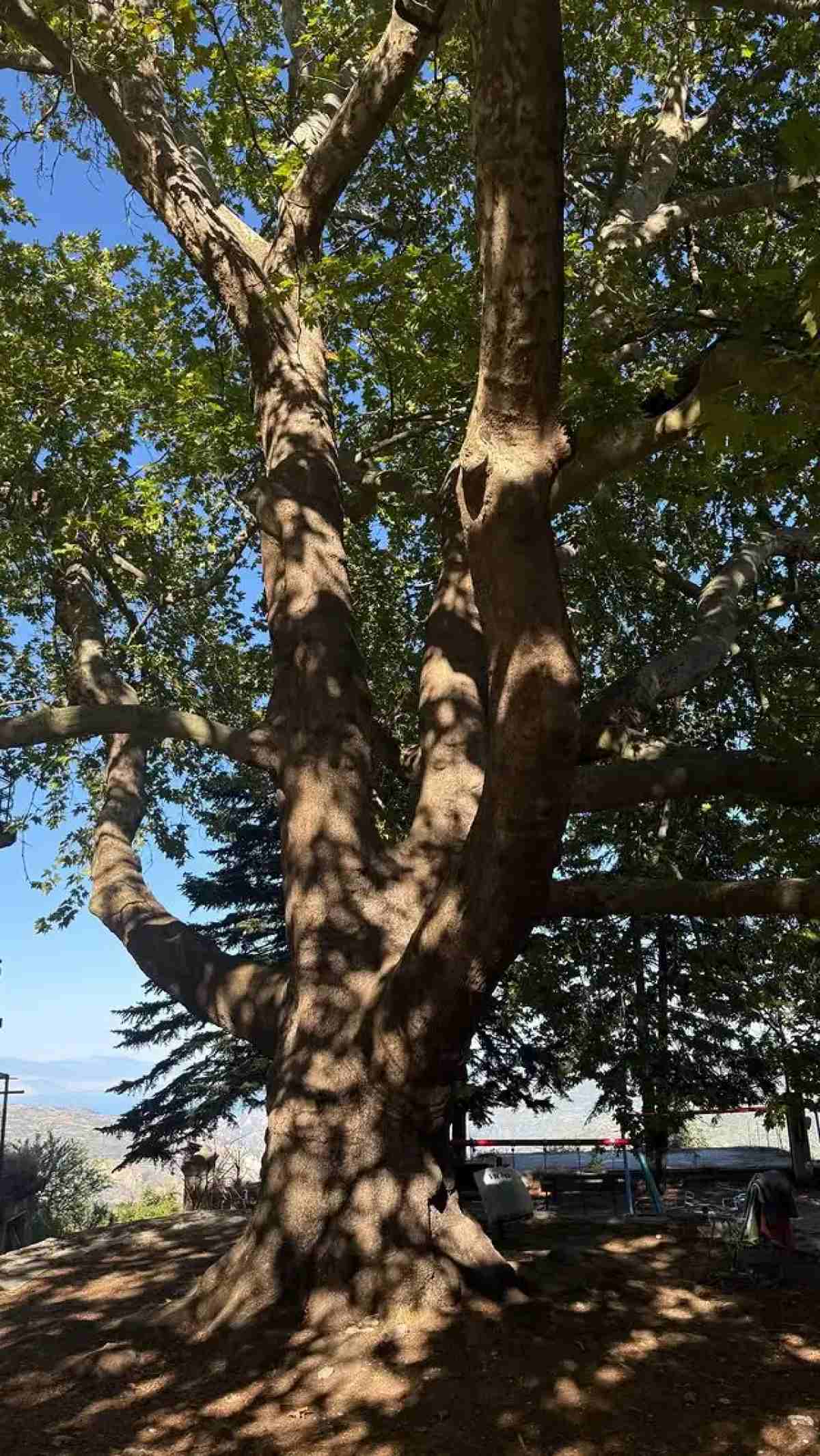 Ένα δέντρο