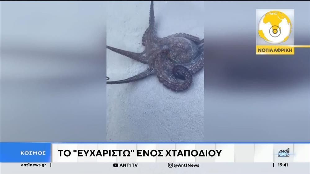 viral-echoyn-ginei-sto-diadiktyo-oi-eikones-apo-ena-chtapodi-sti-notio-afriki-1756057950