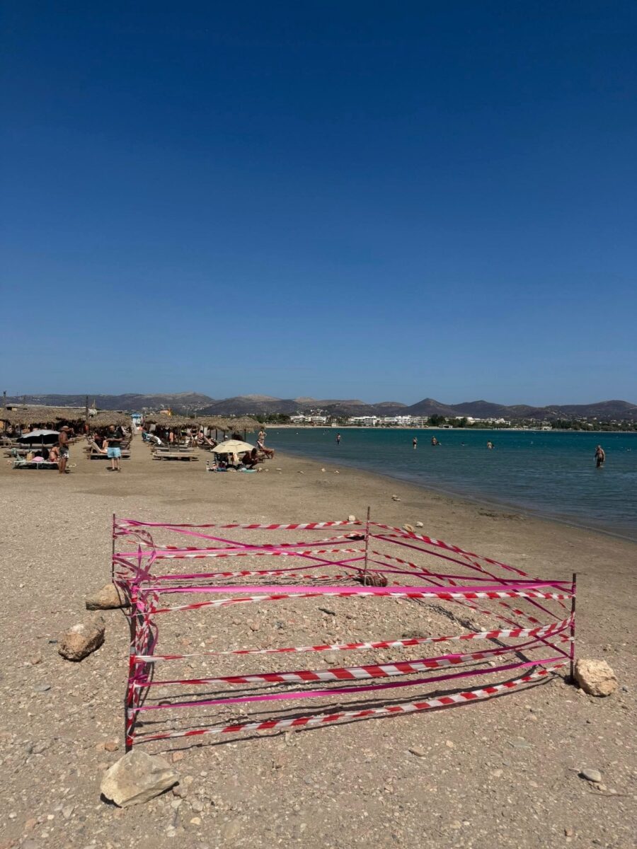 Χελώνα καρέτα καρέτα γεννά σε παραλία της Αναβύσσου ενώ φλέγεται η Κερατέα: Συγκλονιστικές εικόνες 7 Χελώνα
