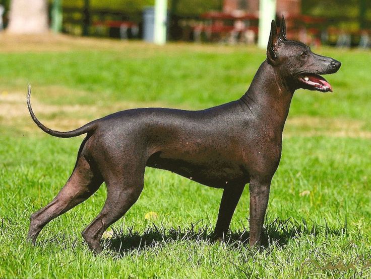 Xoloitzcuintli: Το άτριχο μεξικάνικο σκυλί που καθοδηγούσε τους νεκρούς στον Άδη και συγκαταλέγεται στις πιο σπάνιες φυλές (φωτο)