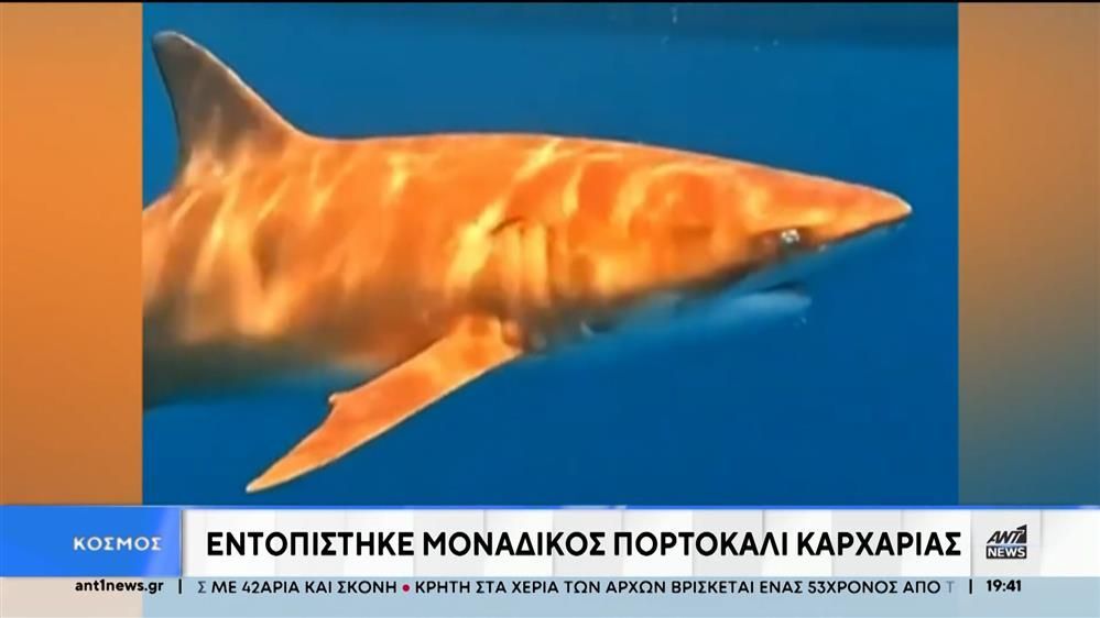 Σπάνιος-πορτοκαλί-καρχαρίας-με-ξανθισμό-ανακαλύφθηκε-στην-Καραϊβική
