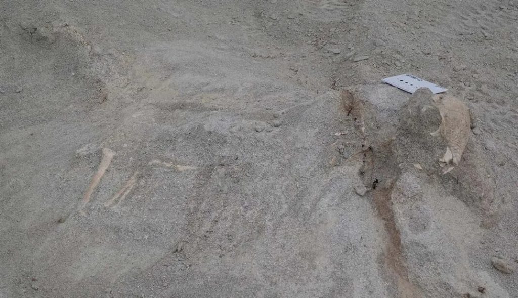 Εντοπίστηκε άγνωστο είδος δεινοσαύρου στη Μογγολία