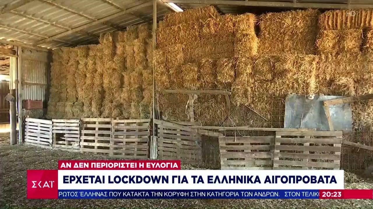 Ευλογιά προβάτων: Τα έκτακτα μέτρα και το σχέδιο 10 ημερών