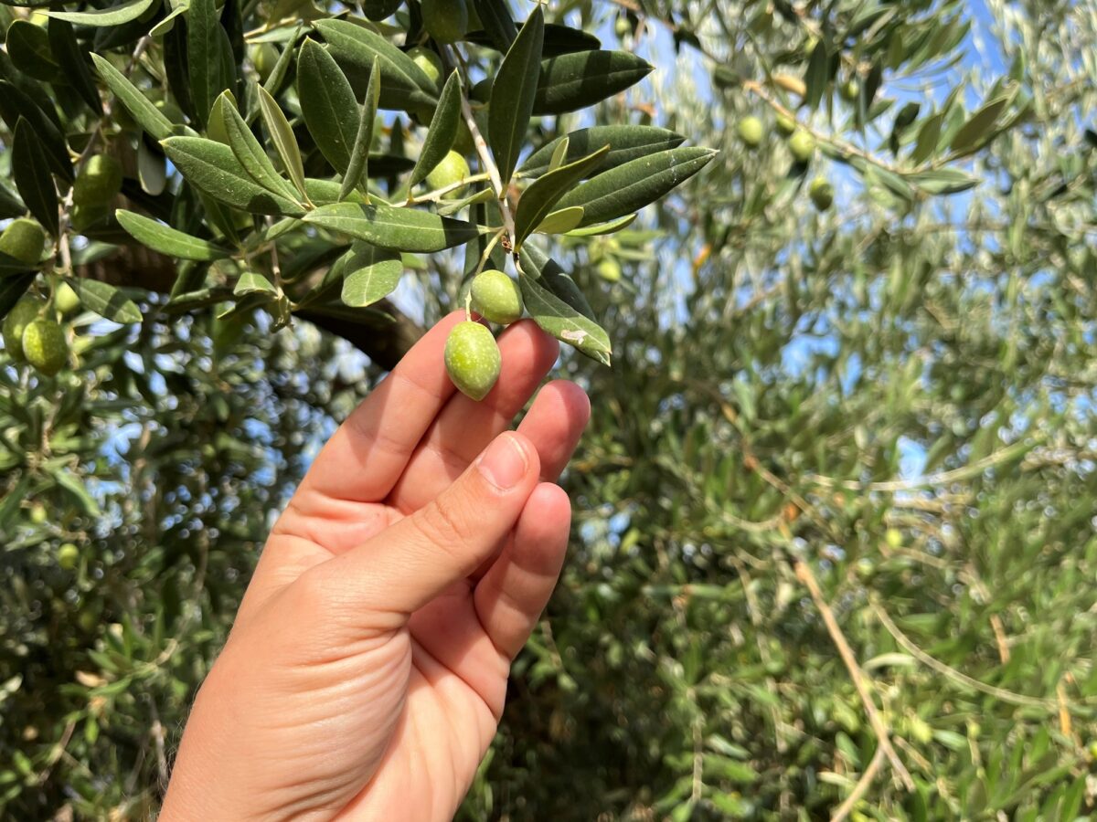 Η Ακαδημία Ελιάς Terra Creta στο κέντρο της Ανδαλουσίας