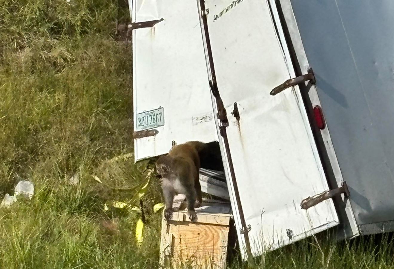 ΗΠΑ: Πειραματόζωα πίθηκοι ελεύθεροι στους δρόμους – «Επικίνδυνοι για τους ανθρώπους» 2 ΗΠΑ: Πειραματόζωα πίθηκοι ελεύθεροι στους δρόμους – «Επικίνδυνοι για τους ανθρώπους»