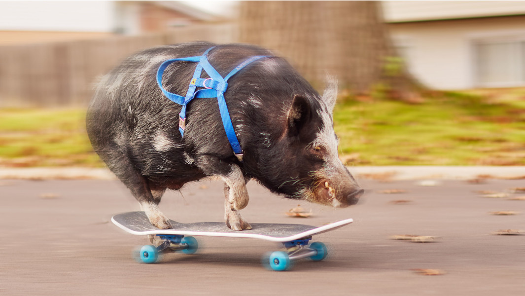 Norbert-the-Pig