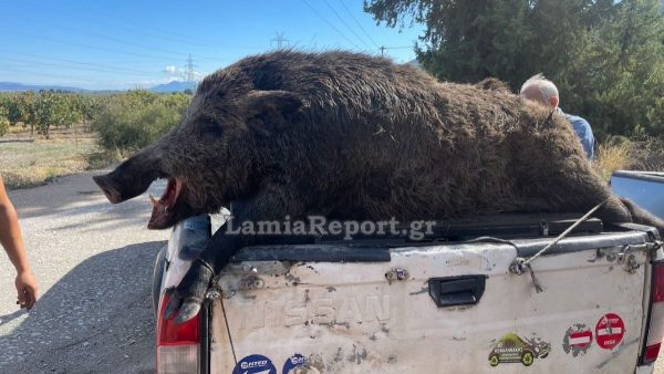 Νεκρό αγριογούρουνο