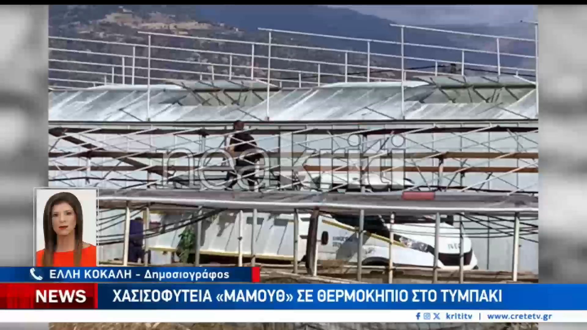 Χασισοφυτεία ”μαμούθ” σε θερμοκήπιο στο Τυμπάκι