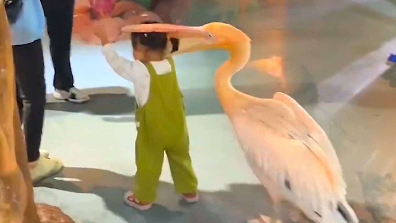 divpelekanos-peirachtiri-epicheirei-na-faei-koritsaki-stin-kinadiv-1760095164