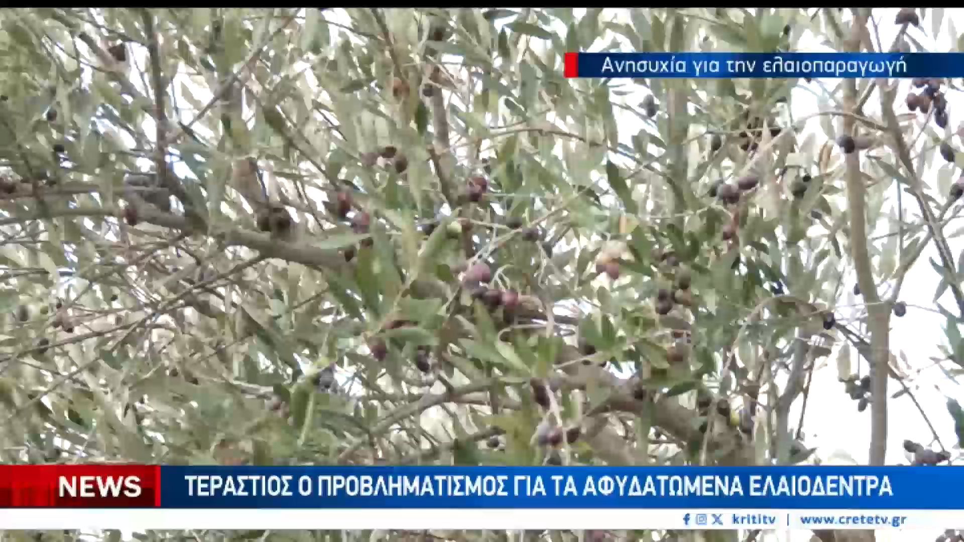 divΟ-δάκος-και-η-ξηρασία-στραγγαλίουν-την-ελαιοπαραγωγή-της-Κρήτηςdiv