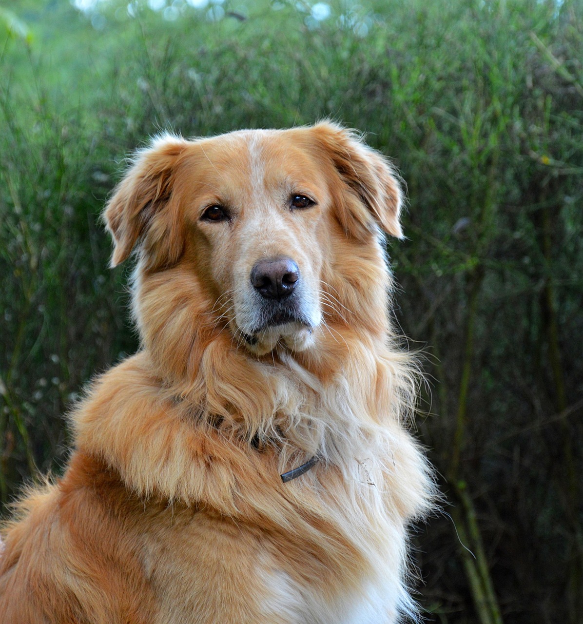 dog-2704553_1280-1