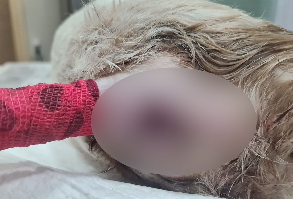 Ηλεία: «Ποτέ δεν υποστηρίξαμε ότι το ζώο υπέστη σεξουαλική κακοποίηση» αναφέρει ο φιλοζωικός σύλλογος Κρεστένων 2 Ηλεία: «Ποτέ δεν υποστηρίξαμε ότι το ζώο υπέστη σεξουαλική κακοποίηση» αναφέρει ο φιλοζωικός σύλλογος Κρεστένων