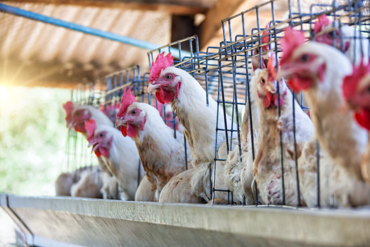 istock-2183943450-1200x800