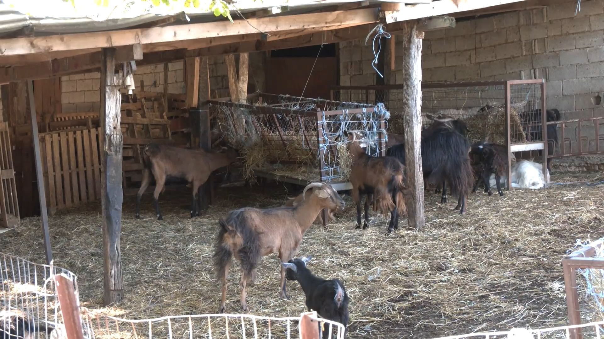 koroidia-charaktirizoyn-tis-pliromes-ton-epidotiseon-oi-ktinotrofoi-tis-fthiotidas-1761738271