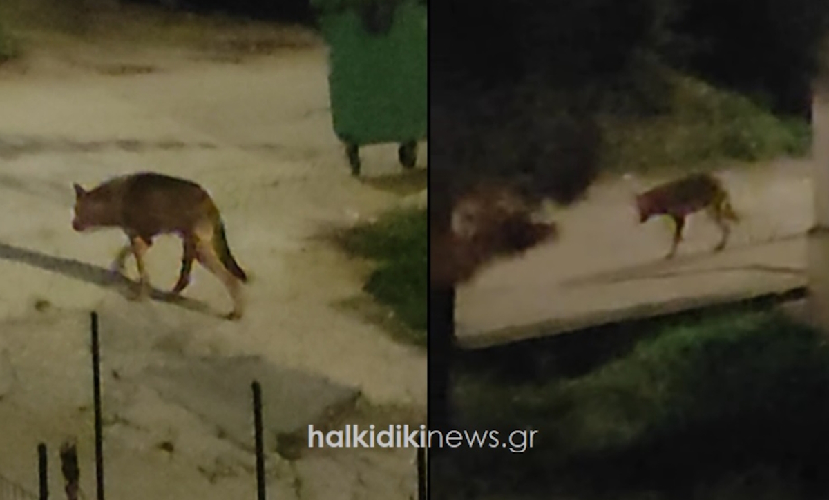 lykos-halkidiki-30102025