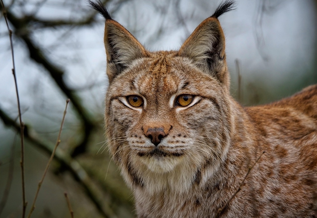 lynx-7787590_1280