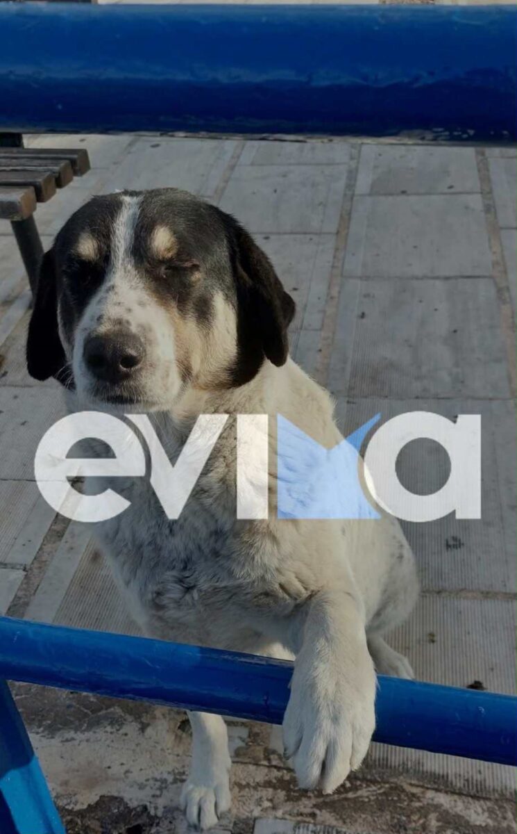 Εύβοια: Πυροβόλησαν και σκότωσαν αδέσποτο σκύλο – «Ήταν άκακος, ζητούσε μόνο αγάπη και φροντίδα» δηλώνει κάτοικος 2 Το άτυχο ζώο που σκότωσαν στην Εύβοια