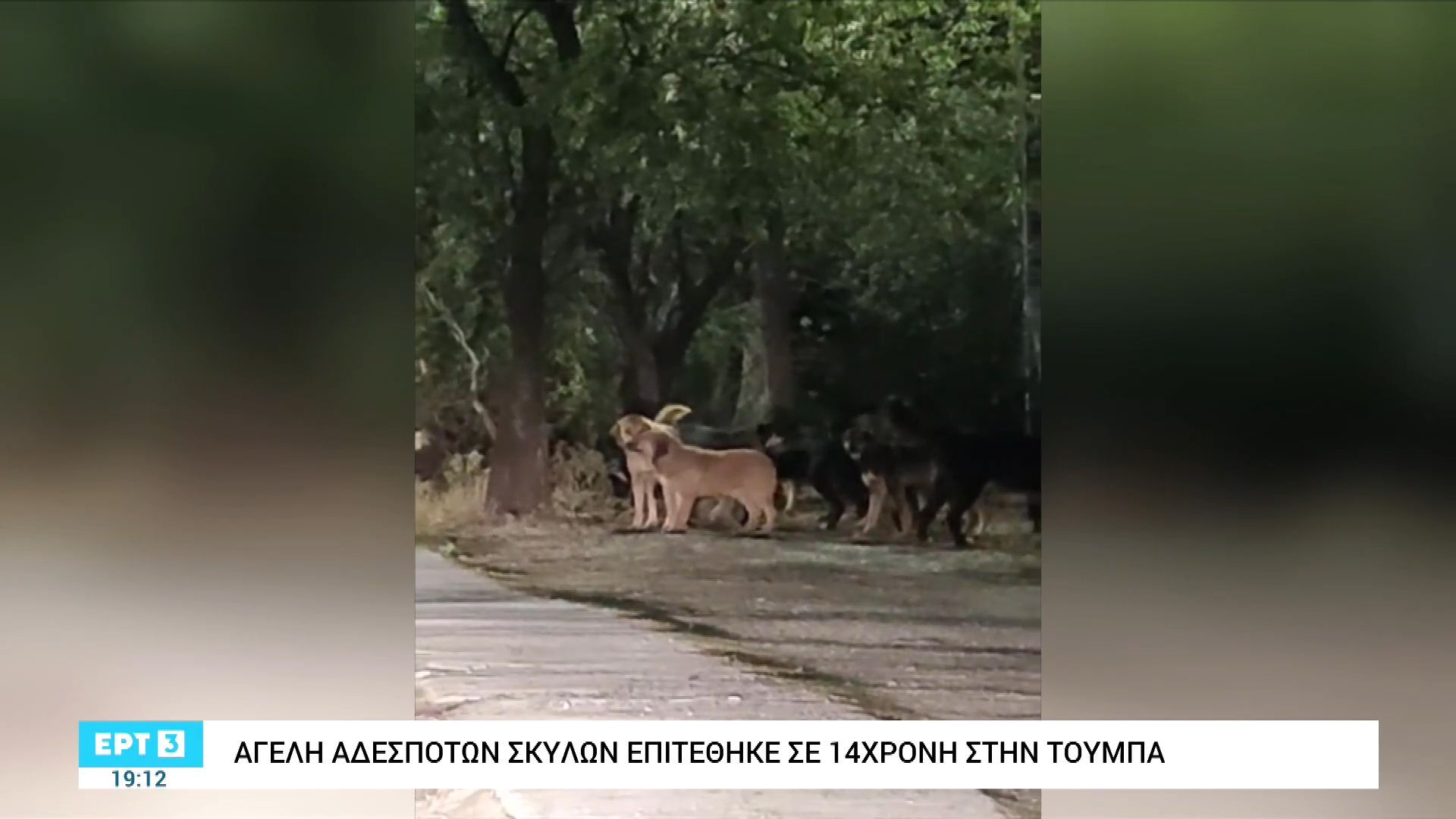 Θεσσαλονίκη-Αγέλη-αδέσποτων-σκύλων-επιτίθεται-σε-περαστικούς