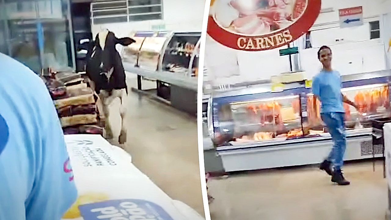 Ταύρος-μαινόμενος-κυνηγά-κρεοπώλη-στην-Βραζιλία