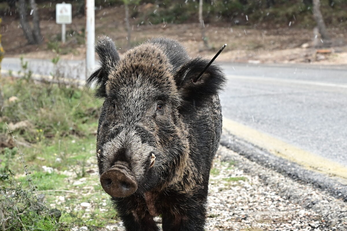 agriogourouno-eurok-1200x800