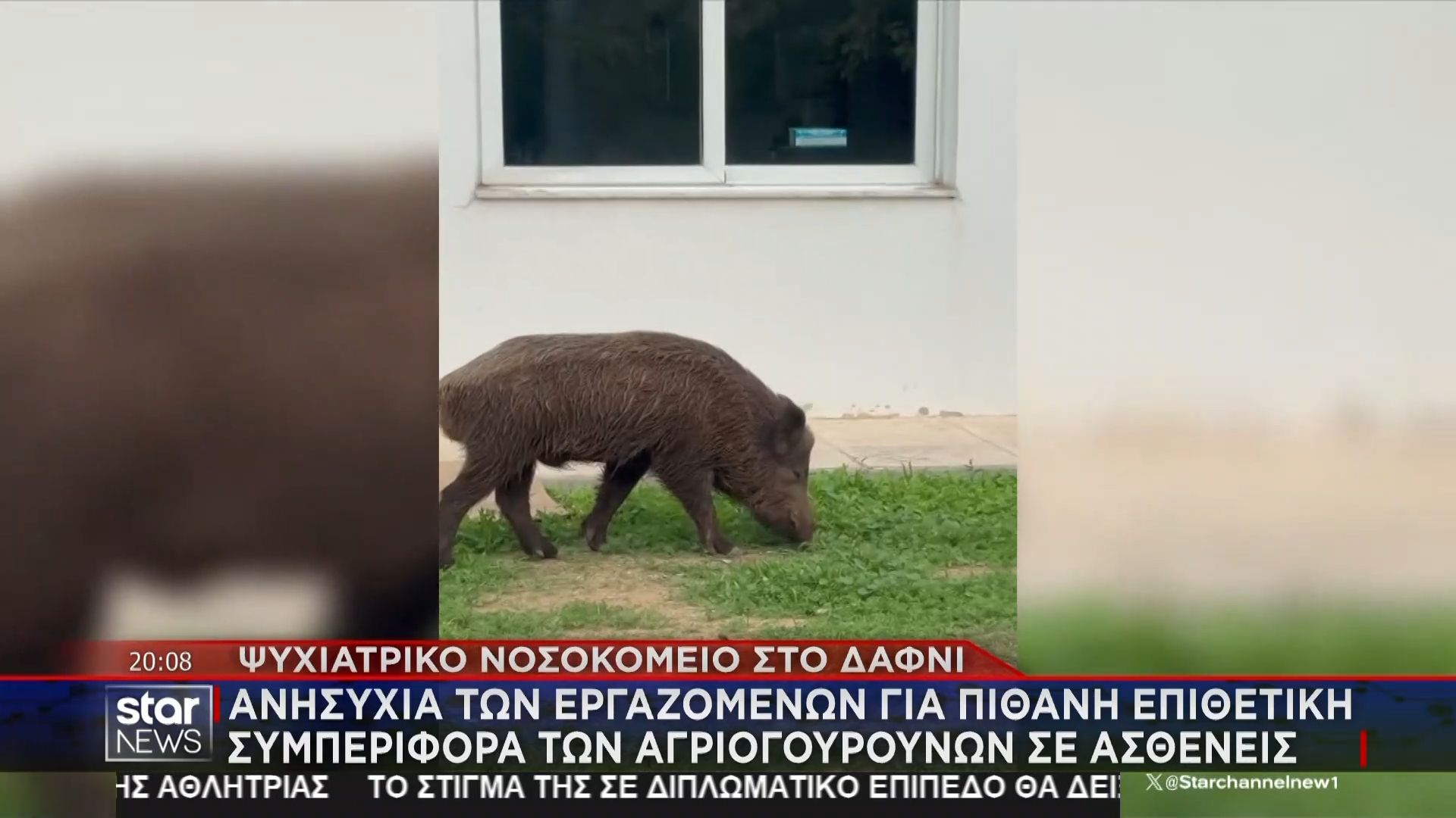 agriogoyroyna-voskoyn-sto-psychiatriko-nosokomeio-sto-dafni-anisychia-gia-epithetiki-symperifora-stoys-astheneis-1762368750