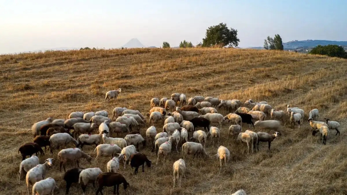 aigoprovata-eurok-1200x675-1