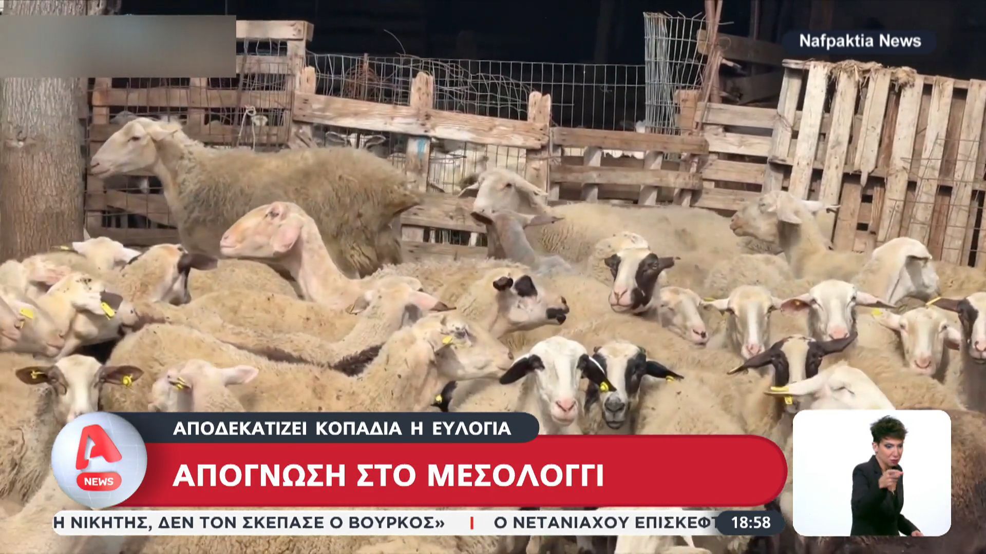 Απόγνωση στο Μεσολόγγι: Αποδεκατίζει κοπάδια η ευλογιά