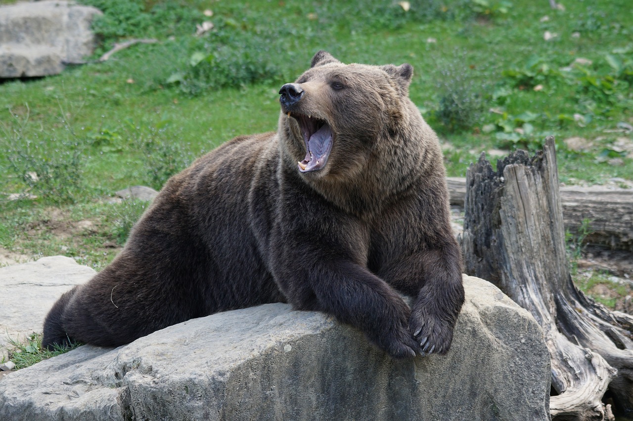 brown-bear-912444_1280