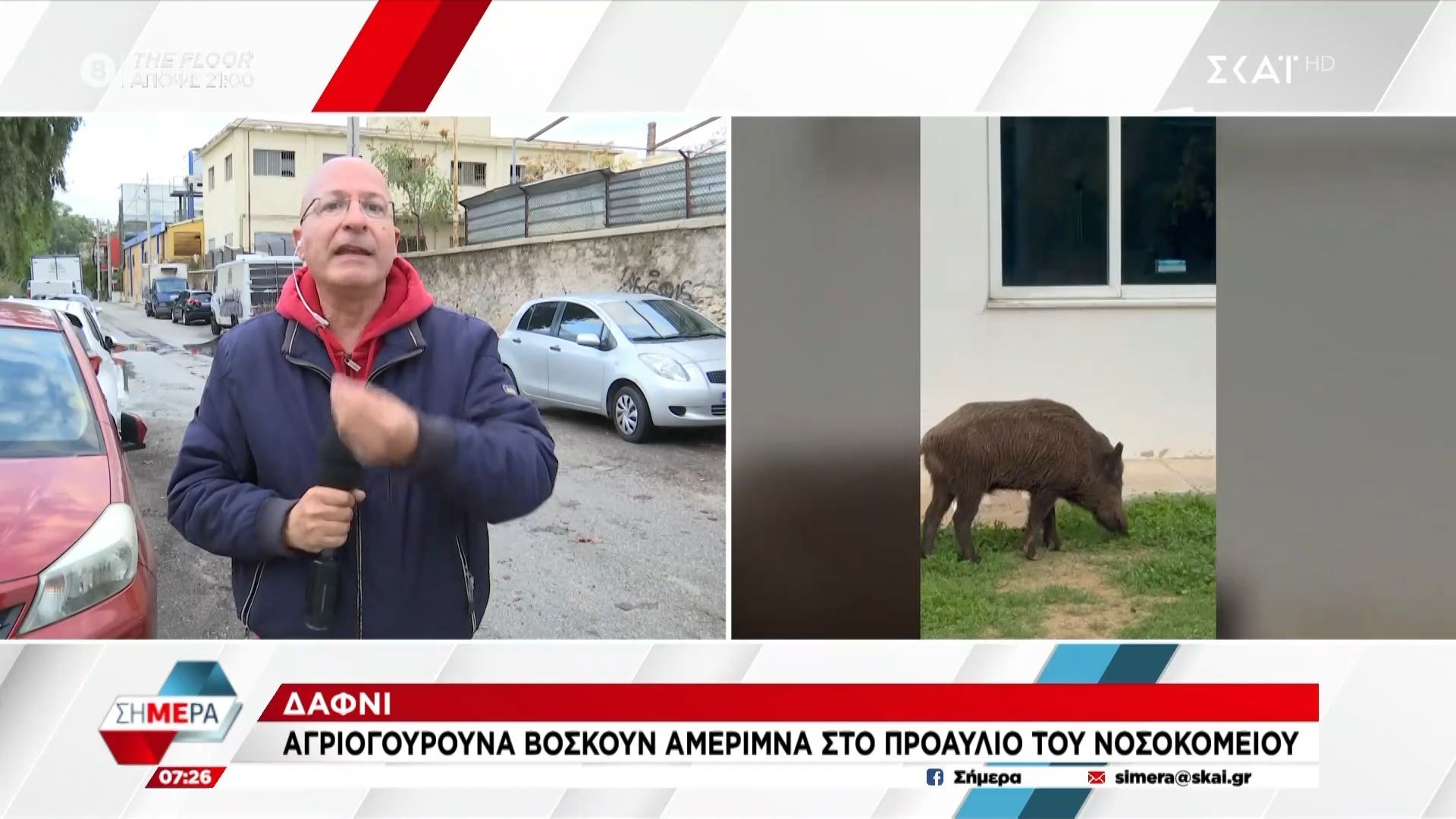 dafni-agriogoyroyna-voskoyn-amerimna-sto-proaylio-toy-nosokomeioy-1762409610