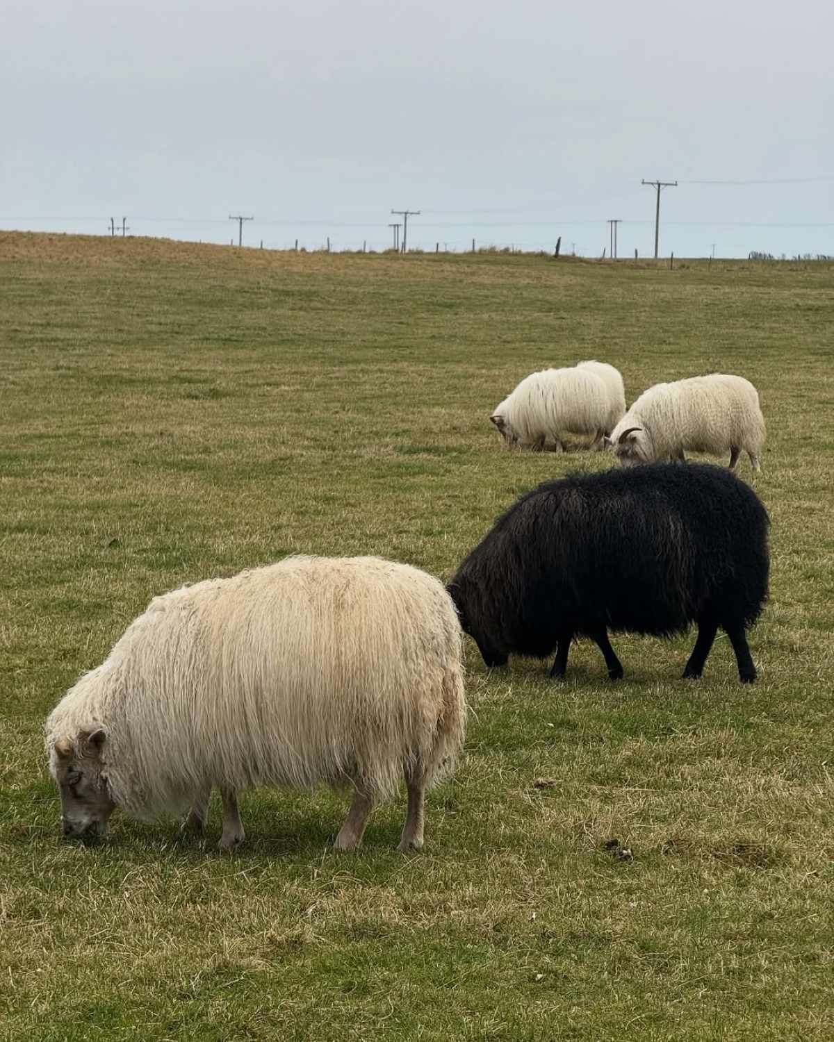 Κωνσταντίνος Βασάλος – Δανάη Βαρθολομάτου: Αξέχαστη περιπέτεια για το ζευγάρι στην Ισλανδία (Φωτογραφίες) 23 Ο Κωνσταντίνος Βασάλος και η Δανάη Βαρθολομάτου στην Ισλανδία