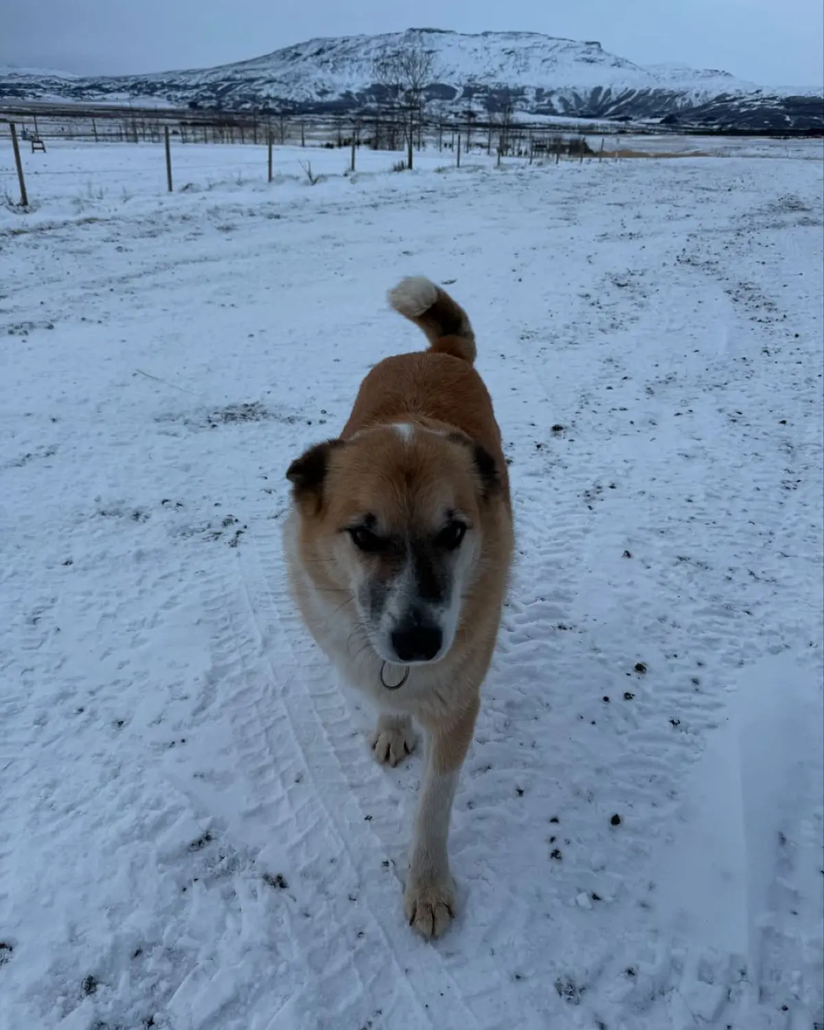 Κωνσταντίνος Βασάλος – Δανάη Βαρθολομάτου: Αξέχαστη περιπέτεια για το ζευγάρι στην Ισλανδία (Φωτογραφίες) 24 Ο Κωνσταντίνος Βασάλος και η Δανάη Βαρθολομάτου στην Ισλανδία