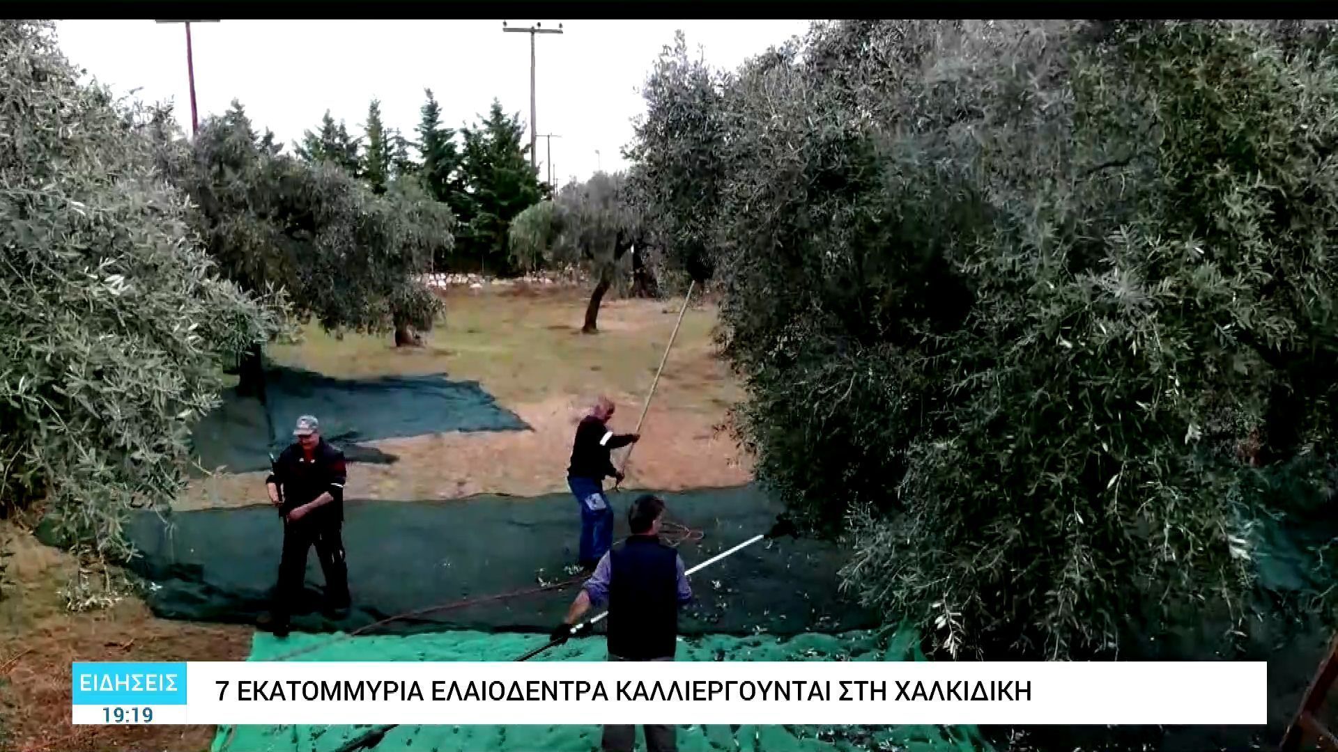 diaprepei-i-elliniki-elia-stis-diethneis-agores-1764181483