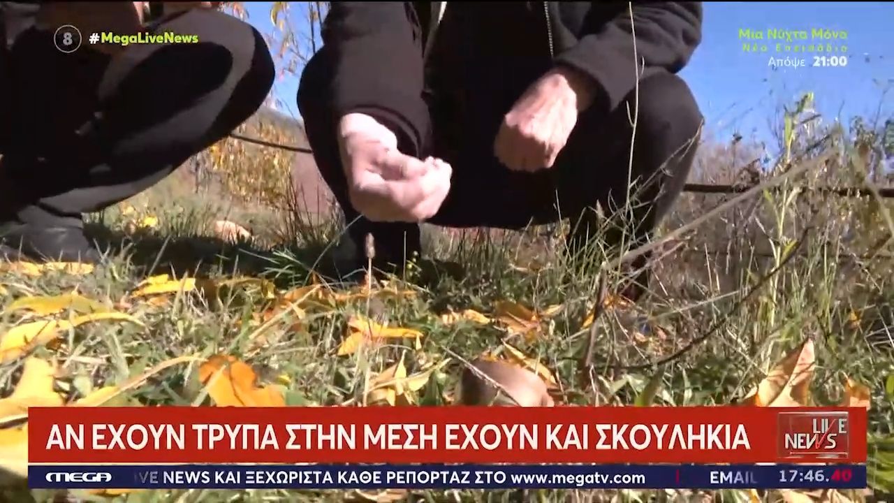 divdilitiriodi-manitaria-akoma-kai-apo-to-eksoteriko-erchontai-gia-na-ta-kynigisoyndiv-1764001121