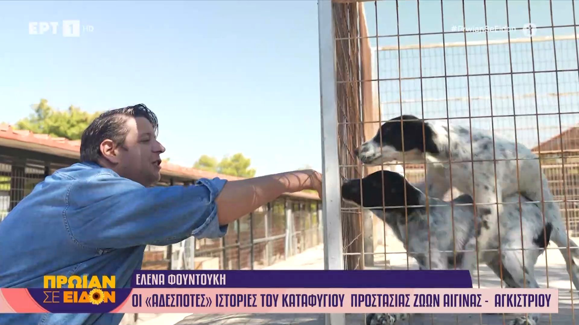 divΟι-αδέσποτες-ιστορίες-του-καταφύγιου-προστασίας-ζώων-Αίγινας-Αγκιστρίουdiv