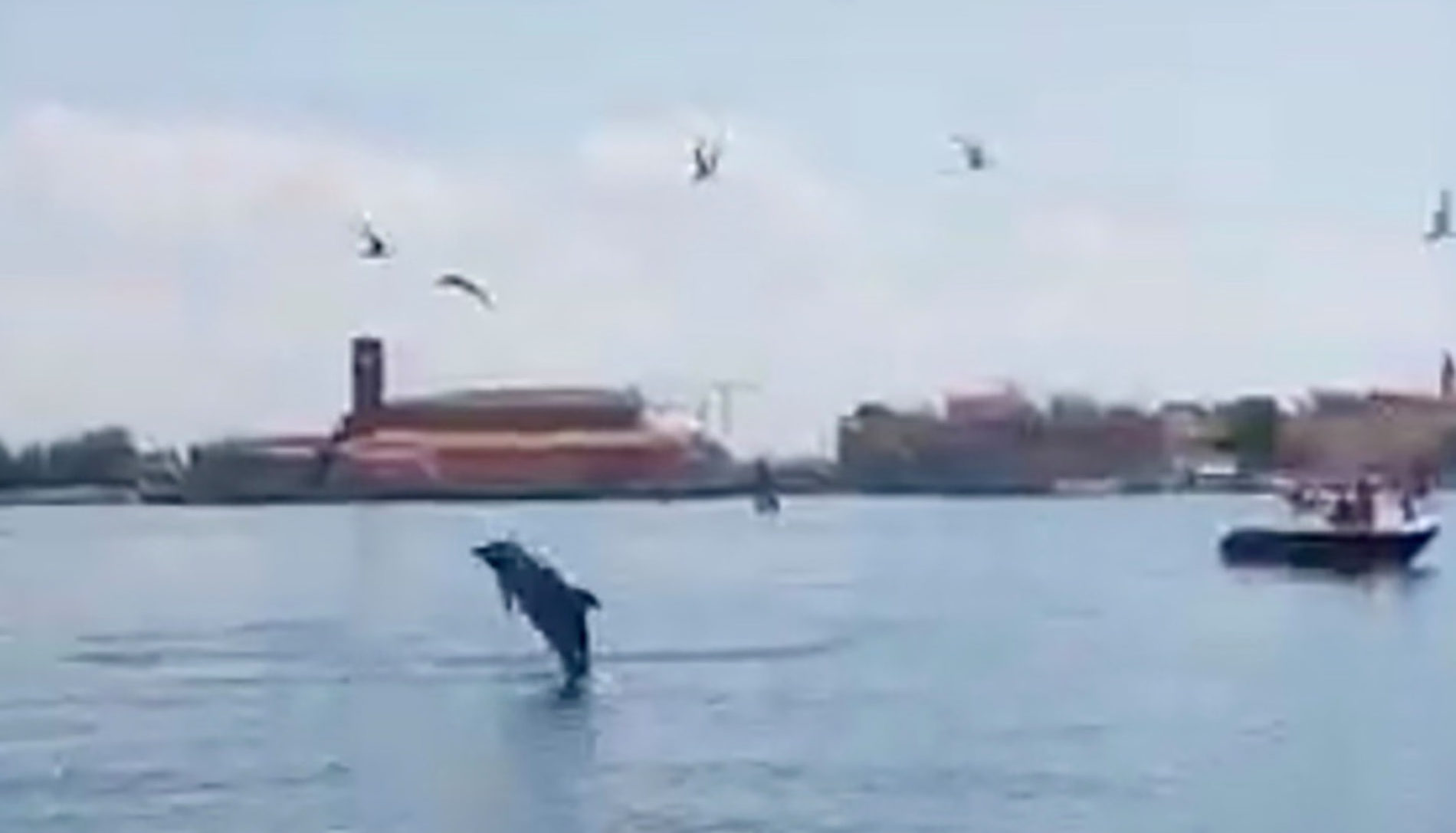 dolphin-venice-e1762507384703