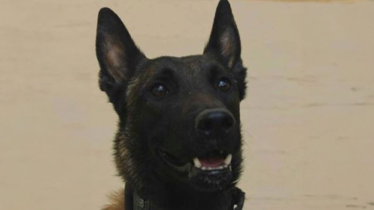 echo-skylos54-1200x674