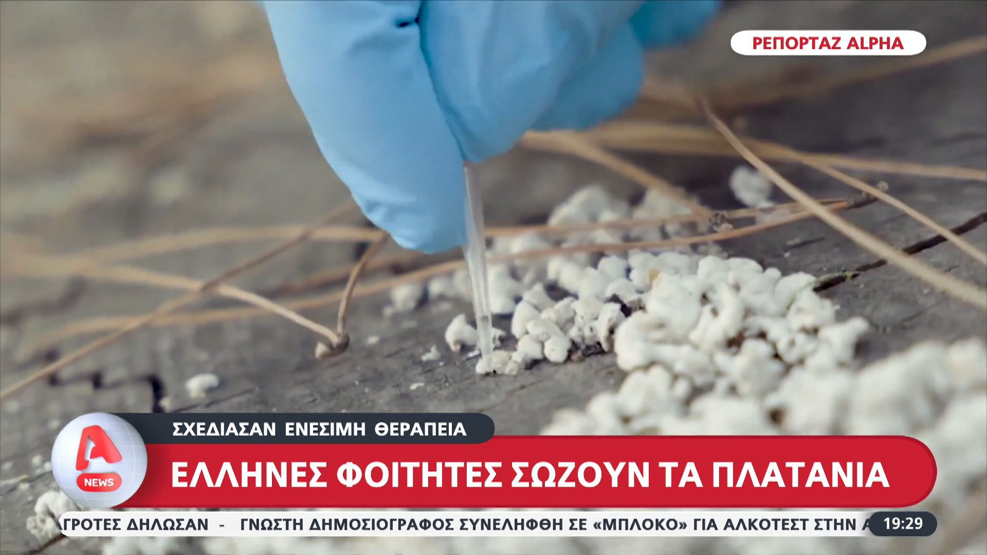 Έλληνες φοιτητές σώζουν τα πλατάνια: Σχεδίασαν ενέσιμη θεραπεία