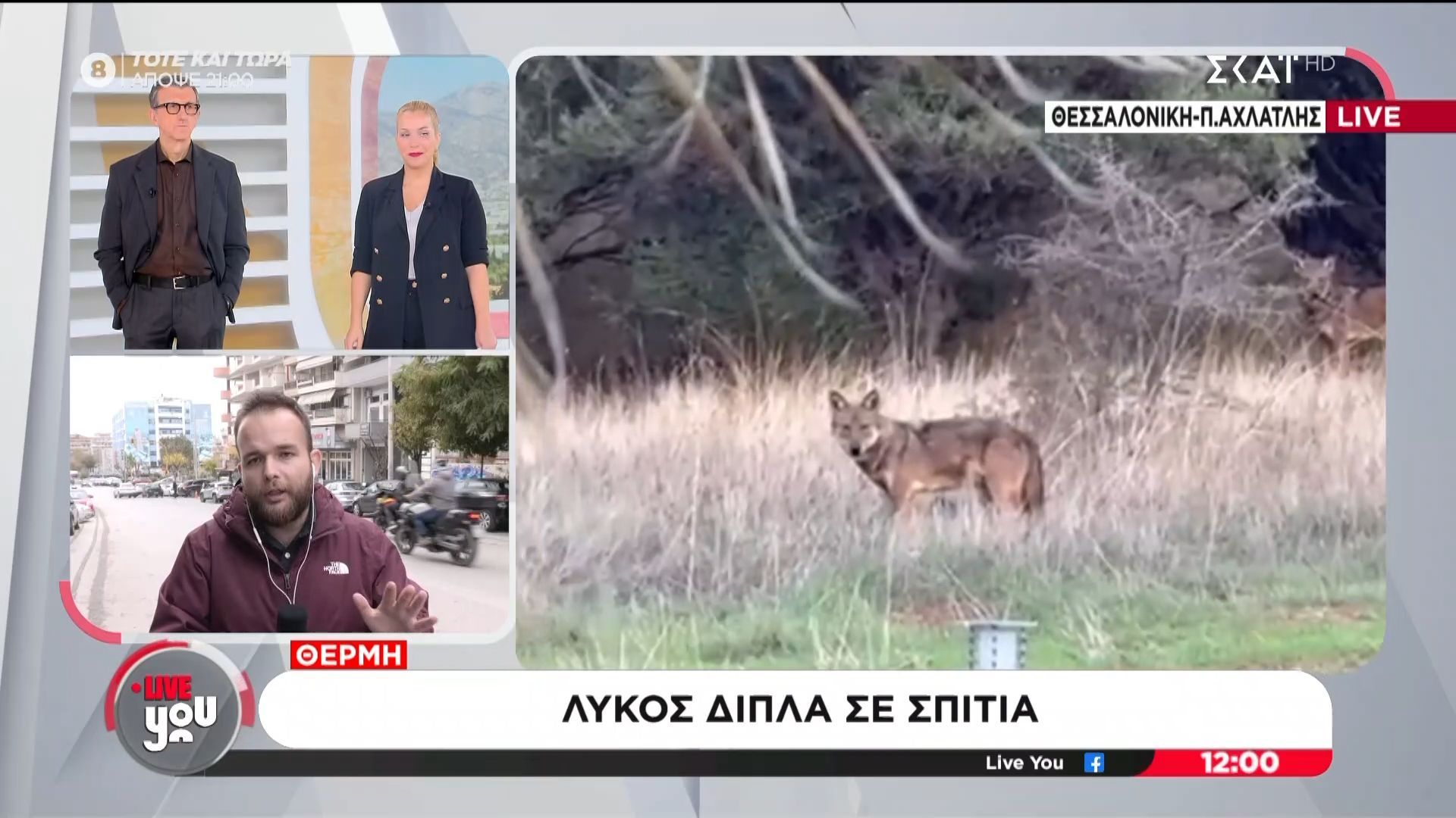 emfaniseis-lykoy-dipla-se-spitia-sti-v-ellada-1763546975