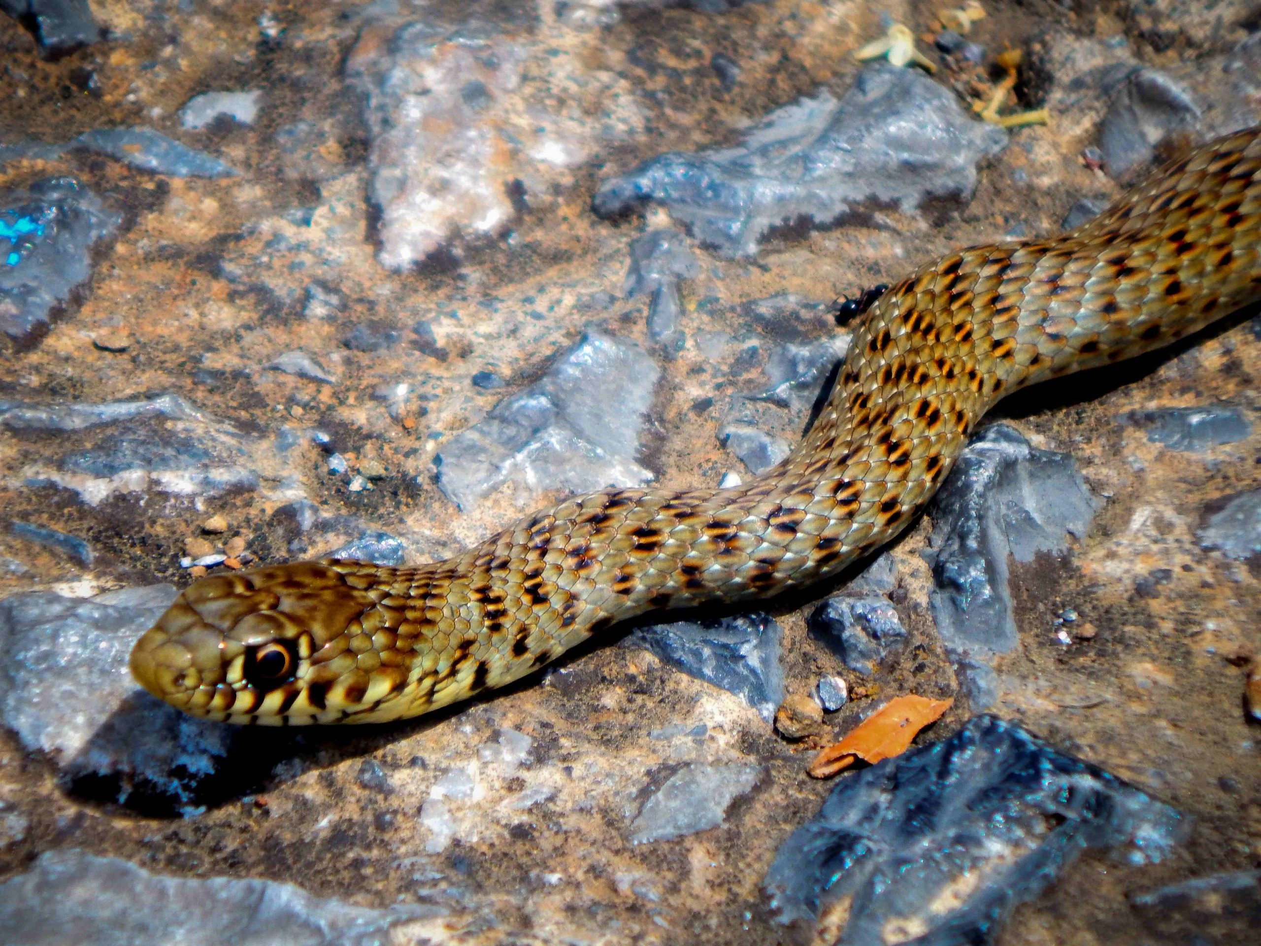 Έλληνας παλαιοντολόγος ανακάλυψε άγνωστο προϊστορικό φίδι 37 εκατομμυρίων ετών